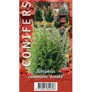 Jeneverbes (Juniperus communis "Arnold") conifeer