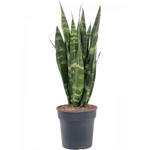 Sansevieria coral black S kamerplant