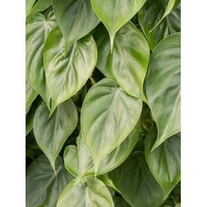 Philodendron scandens M hangplant