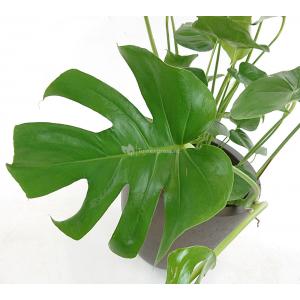 Monstera Deliciosa M gatenplant kamerplant