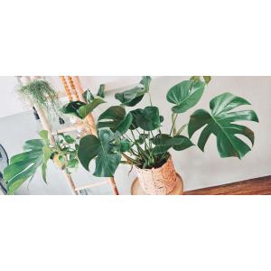 Monstera Deliciosa M gatenplant kamerplant