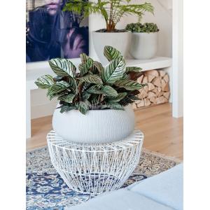 Bowl Ridged Vertical Eileen XL Cement 36x14 cm lage ronde bloempot