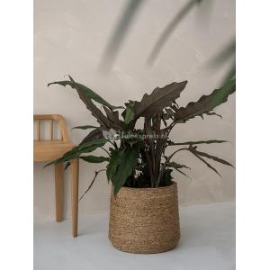 Bohemian Patt L Straw Grass ronde Rotan bloempot voor binnen 35x30 cm