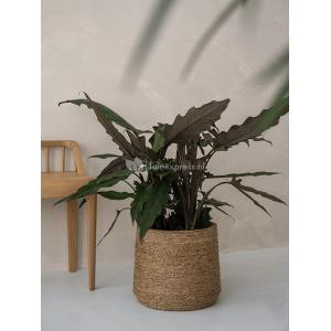 Bohemian Patt XL Straw Grass ronde Rotan bloempot voor binnen 49x41 cm