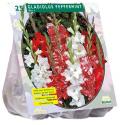 Baltus Gladiolus Peppermint Mix gladiolen bloembollen per 15 stuks