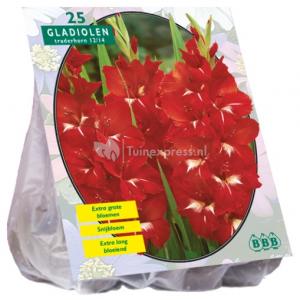 Baltus Gladiolus Traderhorn gladiolen bloembollen per 25 stuks