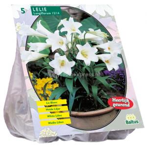 Baltus Lilium Longiflorum Lelie bloembollen per 5 stuks