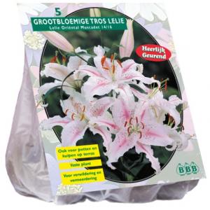 Baltus Lilium Oriental Muscadet Lelie bloembollen per 3 stuks