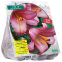 Baltus Lilium Pink Perfection Lelie bloembollen per 3 stuks