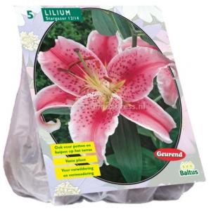 Baltus Lilium Stargazer Lelie bloembollen per 5 stuks