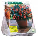 Baltus Begonia Bertinii Skaugum bloembollen per 2 stuks