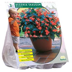 Baltus Begonia Bertinii Skaugum bloembollen per 2 stuks