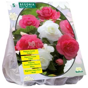 Baltus Begonia Dubbel Duo Roze met Wit bloembollen per 5 stuks