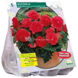 Baltus Begonia Dubbel Roze bloembollen per 5 stuks