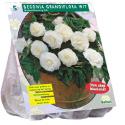 Baltus Begonia Dubbel Wit bloembollen per 5 stuks