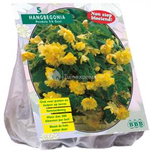 Baltus Begonia Pendula Geel bloembollen per 5 stuks