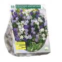 Baltus Brodiaea Mix Triteleia bloembollen per 50 stuks