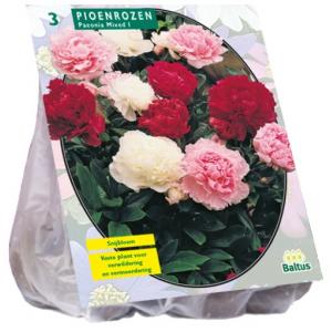 Baltus Paeonia Pioenrozen Mix bloembollen per 3 stuks