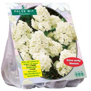 Baltus Phlox paniculata Wit bloembollen per 5 stuks