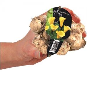 Baltus Calla Zantedeschia Geel bloembol met etiket per 1 stuks