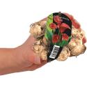 Baltus Calla Zantedeschia Rood bloembol met etiket per 1 stuks