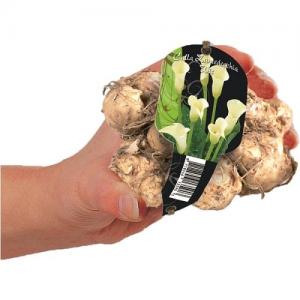 Baltus Calla Zantedeschia Wit bloembol met etiket per 1 stuks