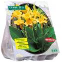 Baltus Canna groenblad Geel Indisch bladriet bloembollen per 3 stuks