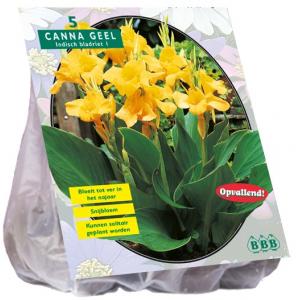 Baltus Canna groenblad Geel Indisch bladriet bloembollen per 3 stuks