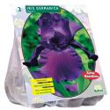 Baltus Iris Germanica Paars bloembollen per 3 stuks