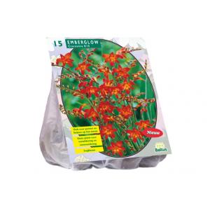 Baltus Crocosmia Emberglow bloembollen per 15 stuks