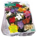 Baltus Freesia Single Mix bloembollen per 50 stuks