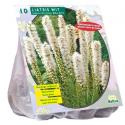 Baltus Liatris Floristan Wit bloembollen per 10 stuks