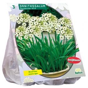 Baltus Ornithogalum Saundersiae bloembollen per 3 stuks