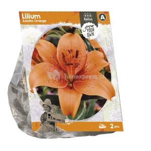 Baltus Lilium Asiatic Orange Lelie bloembollen per 2 stuks