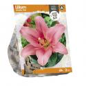 Baltus Lilium Asiatic Pink Lelie bloembollen per 2 stuks