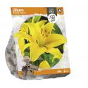 Baltus Lilium Asiatic Yellow Lelie bloembollen per 2 stuks