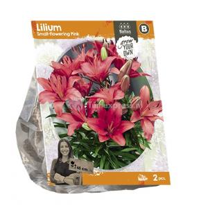 Baltus Lilium Small flowering Pink Lelie bloembollen per 2 stuks