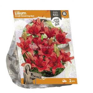 Baltus Lilium Small flowering Red Lelie bloembollen per 2 stuks