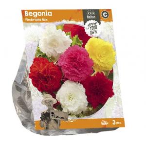 Baltus Begonia Fimbriata Mix bloembollen per 3 stuks