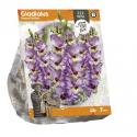 Baltus Gladiolus Funny Fiction Gladiolen bloembollen per 7 stuks