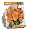 Baltus Gladiolus Glamini Jenny Gladiolen bloembollen per 10 stuks