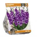 Baltus Gladiolus Glamini Kim Gladiolen bloembollen per 10 stuks