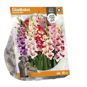 Baltus Gladiolus Glamini Mix Gladiolen bloembollen per 10 stuks