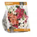 Baltus Gladiolus Nanus Mix Gladiolen bloembollen per 10 stuks