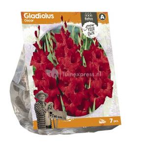 Baltus Gladiolus Oscar Gladiolen bloembollen per 7 stuks