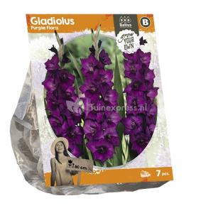 Baltus Gladiolus Purple Flora Gladiolen bloembollen per 7 stuks