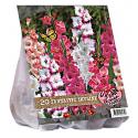 Baltus Urban Flowers Fantastic Skyline bloembollen per 20 stuks