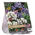 Baltus Urban Flowers Flowers of Love bloembollen per 2 stuks