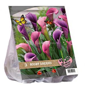 Baltus Urban Flowers Night Dreams bloembollen per 3 stuks