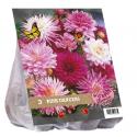 Baltus Urban Flowers Pink Dancers bloembollen per 3 stuks